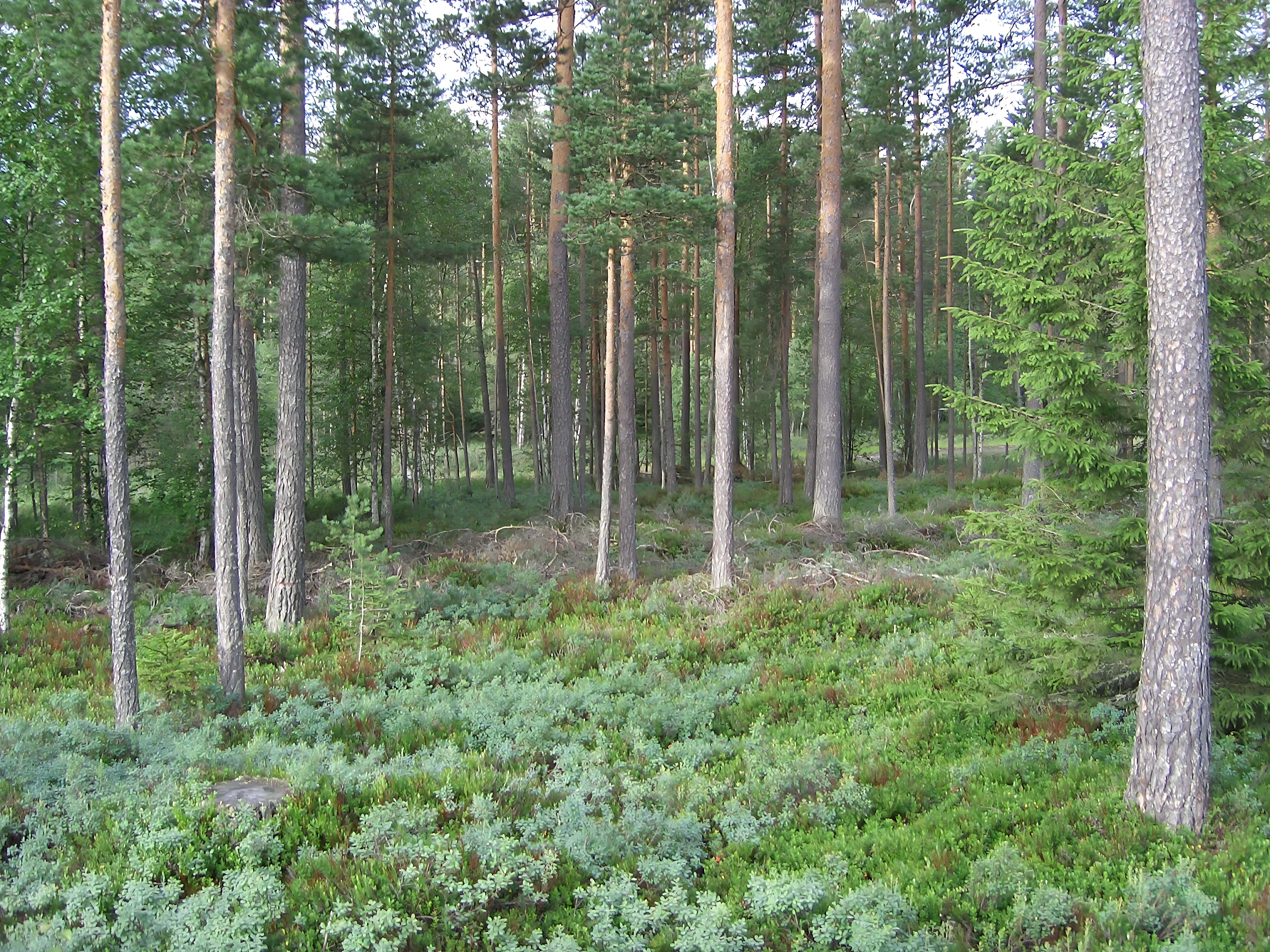 Fra groen natur til miljoe rigtig produkt Miljø,natur,skodder.jalousilåger,saloondøre,svingdøre,vinduesskodder,